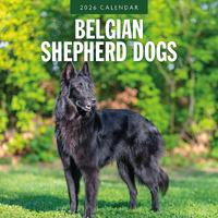 2026 Calendar Belgian Shepherd Dogs 16-Month Square Wall, Red Robin RR261075