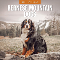 2026 Calendar Bernese Mountain Dogs 16-Month Square Wall, Red Robin RR261076