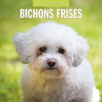 2026 Calendar Bichons Frises 16-Month Square Wall, Red Robin RR261077