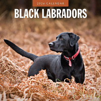 2026 Calendar Black Labradors 16-Month Square Wall, Red Robin RR261079