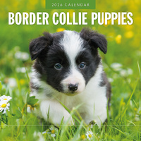 2026 Calendar Border Collie Puppies 16-Month Square Wall, Red Robin RR261080