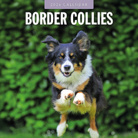2026 Calendar Border Collies 16-Month Square Wall, Red Robin RR261081