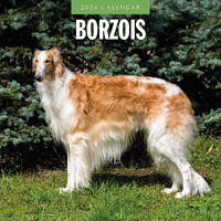 2026 Calendar Borzois 16-Month Square Wall, Red Robin RR261083