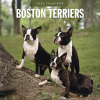2026 Calendar Boston Terriers 16-Month Square Wall, Red Robin RR261084