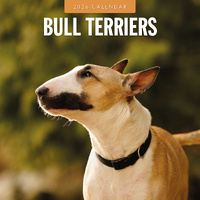 2026 Calendar Bull Terriers 16-Month Square Wall, Red Robin RR261088