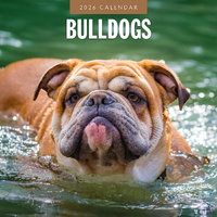 2026 Calendar Bulldogs 16-Month Square Wall, Red Robin RR261089