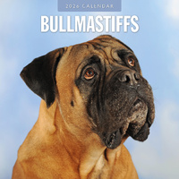 2026 Calendar Bullmastiffs 16-Month Square Wall, Red Robin RR261090