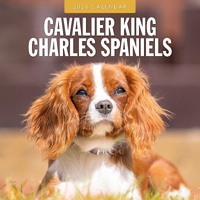 2026 Calendar Cavalier King Charles Spaniels 16-Month Square Wall, Red Robin RR261092