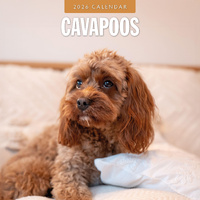 2026 Calendar Cavapoos 16-Month Square Wall, Red Robin RR261093