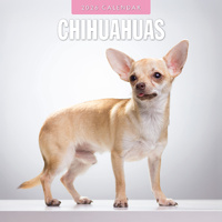 2026 Calendar Chihuahuas 16-Month Square Wall, Red Robin RR261094