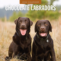 2026 Calendar Chocolate Labradors 16-Month Square Wall, Red Robin RR261095