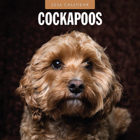 2026 Calendar Cockapoos 16-Month Square Wall, Red Robin RR261097