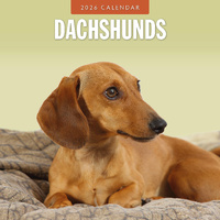 2026 Calendar Dachshunds 16-Month Square Wall, Red Robin RR261101