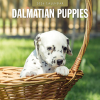 2026 Calendar Dalmatian Puppies 16-Month Square Wall, Red Robin RR261102