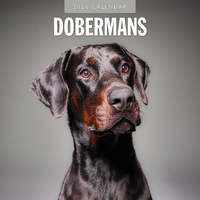2026 Calendar Dobermans 16-Month Square Wall, Red Robin RR261104