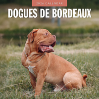 2026 Calendar Dogues de Bordeaux 16-Month Square Wall, Red Robin RR261105