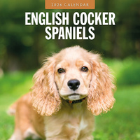 2026 Calendar English Cocker Spaniels 16-Month Square Wall, Red Robin RR261106