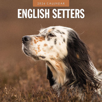 2026 Calendar English Setters 16-Month Square Wall, Red Robin RR261107