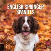 2026 Calendar English Springer Spaniels 16-Month Square Wall, Red Robin RR261108