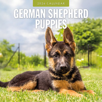 2026 Calendar German Shepherd Puppies 16-Month Square Wall, Red Robin RR261112