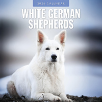 2026 Calendar White German Shepherds 16-Month Square Wall, Red Robin RR261170
