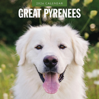 2026 Calendar Great Pyrenees 16-Month Square Wall, Red Robin RR261119