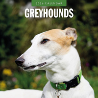2026 Calendar Greyhounds 16-Month Square Wall, Red Robin RR261120