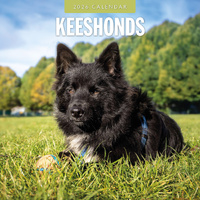 2026 Calendar Keeshonds 16-Month Square Wall, Red Robin RR261125