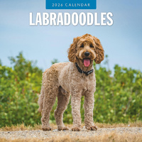 2026 Calendar Labradoodles 16-Month Square Wall, Red Robin RR261126