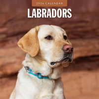 2026 Calendar Labradors 16-Month Square Wall, Red Robin RR261128