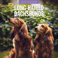 2026 Calendar Long-haired Dachshunds 16-Month Square Wall, Red Robin RR261130
