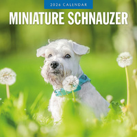 2026 Calendar Miniature Schnauzer 16-Month Square Wall, Red Robin RR261134