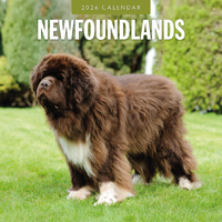 2026 Calendar Newfoundlands 16-Month Square Wall, Red Robin RR261135