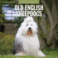2026 Calendar Old English Sheepdogs 16-Month Square Wall, Red Robin RR261137