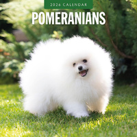 2026 Calendar Pomeranians 16-Month Square Wall, Red Robin RR261143