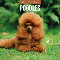 2026 Calendar Poodles 16-Month Square Wall, Red Robin RR261144