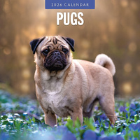 2026 Calendar Pugs 16-Month Square Wall, Red Robin RR261145