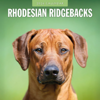 2026 Calendar Rhodesian Ridgebacks 16-Month Square Wall, Red Robin RR261146