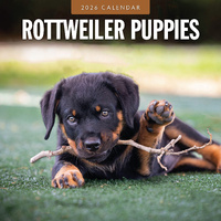 2026 Calendar Rottweiler Puppies 16-Month Square Wall, Red Robin RR261147