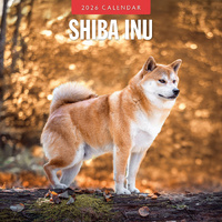 2026 Calendar Shiba Inu 16-Month Square Wall, Red Robin RR261156