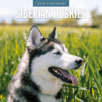 2026 Calendar Siberian Huskies 16-Month Square Wall, Red Robin RR261158