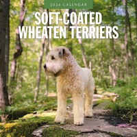 2026 Calendar Soft-coated Wheaten Terriers 16-Month Square Wall, Red Robin RR261159