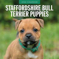 2026 Calendar Staffordshire Bull Terrier Puppies 16-Month Square Wall, Red Robin RR261160