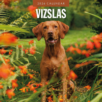 2026 Calendar Vizslas 16-Month Square Wall, Red Robin RR261164
