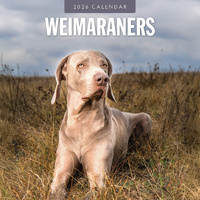 2026 Calendar Weimaraners 16-Month Square Wall, Red Robin RR261165