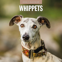 2026 Calendar Whippets 16-Month Square Wall, Red Robin RR261169