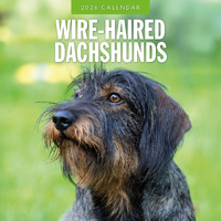 2026 Calendar Wire-haired Dachshunds 16-Month Square Wall, Red Robin RR261172