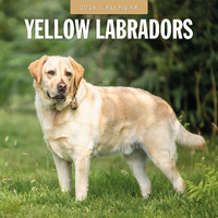 2026 Calendar Yellow Labradors 16-Month Square Wall, Red Robin RR261173