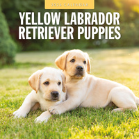 2026 Calendar Yellow Labrador Retriever Puppies 16-Month Square Wall, Red Robin RR261174