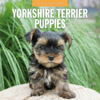 2026 Calendar Yorkshire Terrier Puppies 16-Month Square Wall, Red Robin RR261175